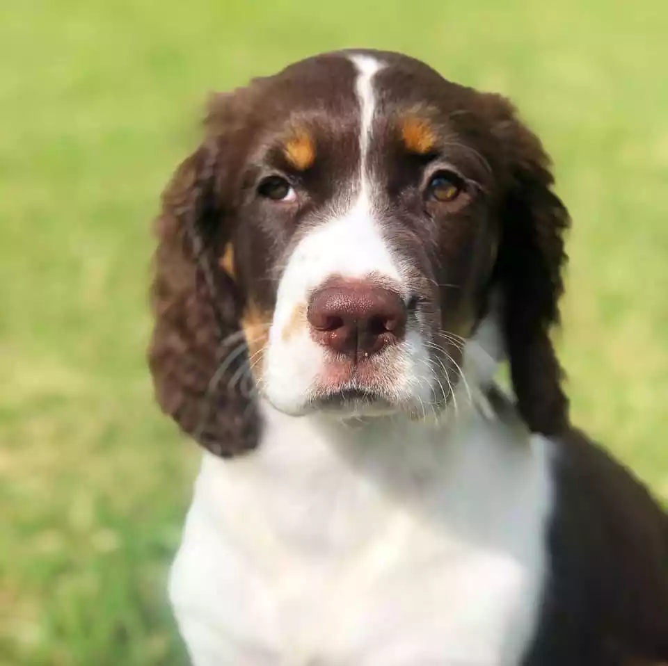 Strawberry Kennels Puppies