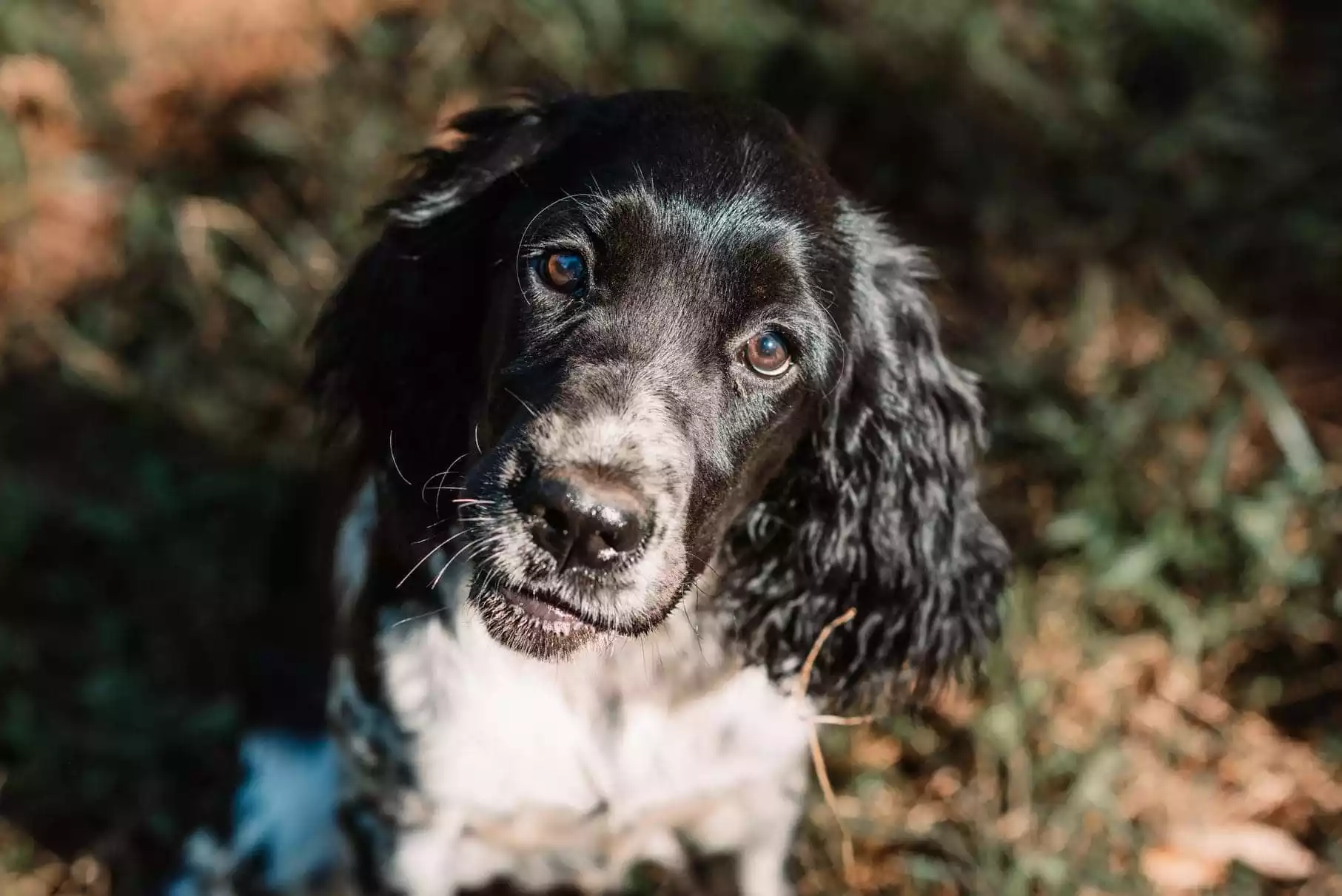 Strawberry Kennels Puppies