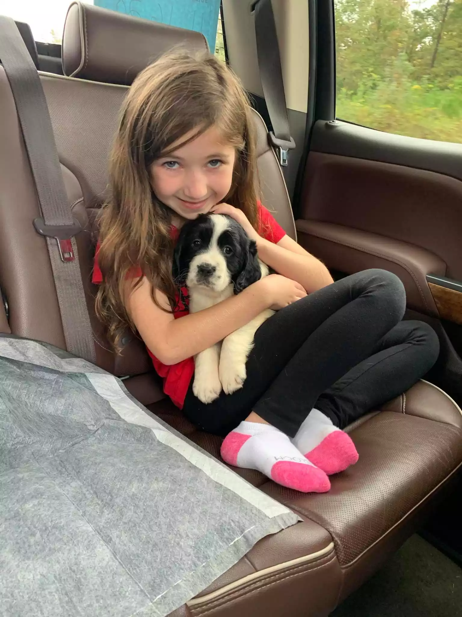 Strawberry Kennels Puppies