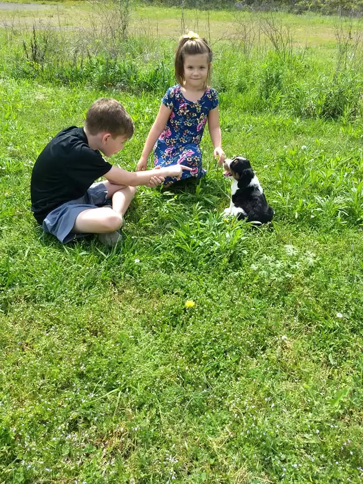 Strawberry Kennels Puppies