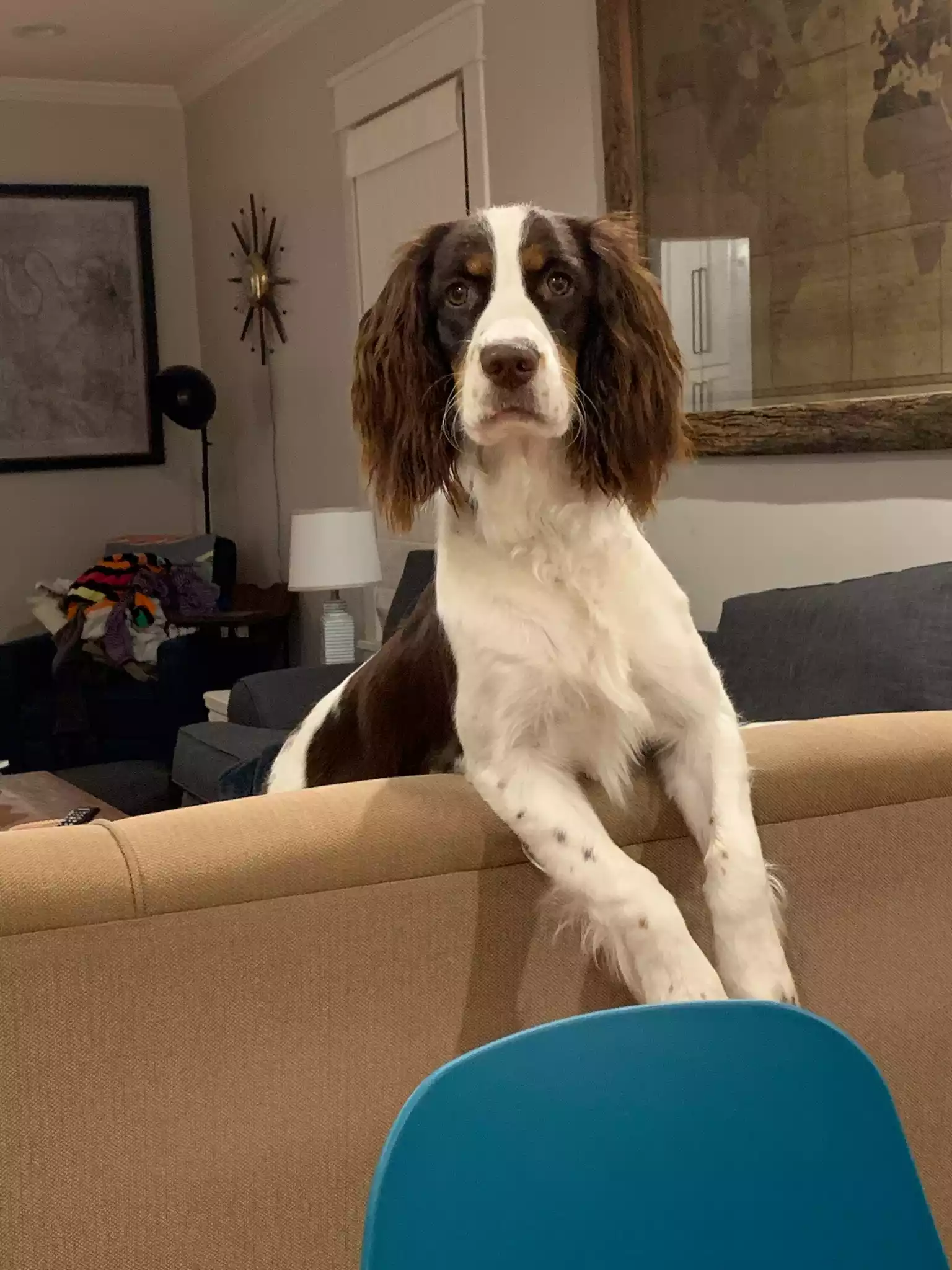 Strawberry Kennels Puppies