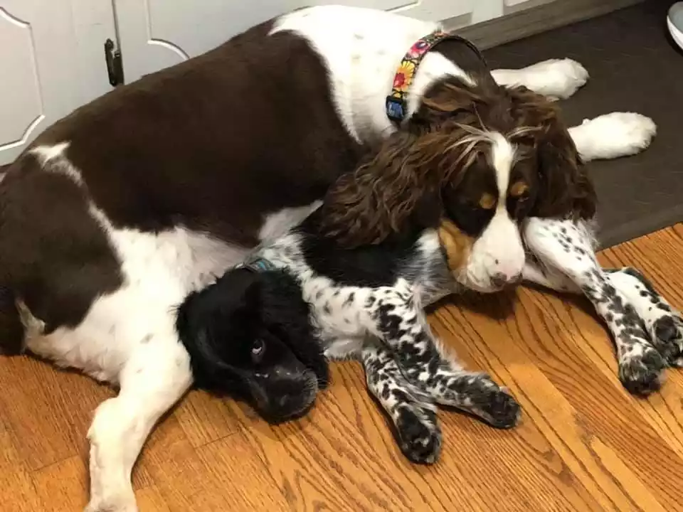 Strawberry Kennels Puppies