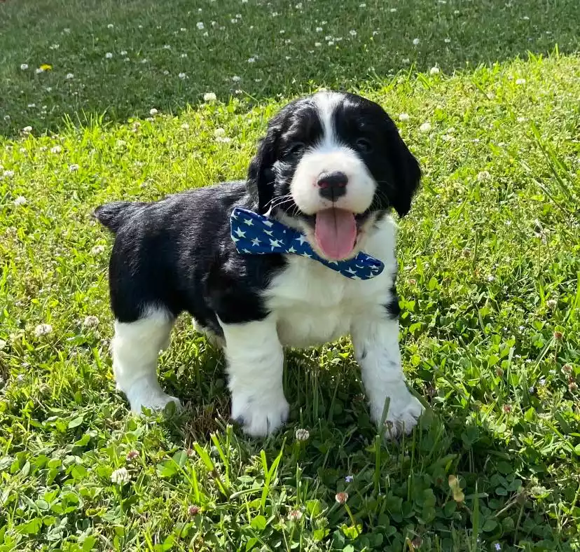 Strawberry Kennels Puppies