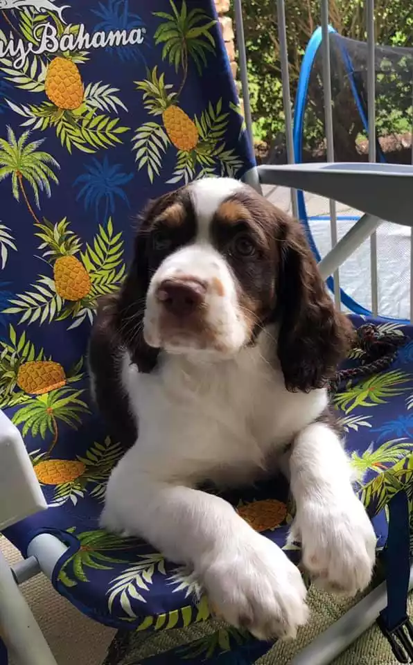 Strawberry Kennels Puppies