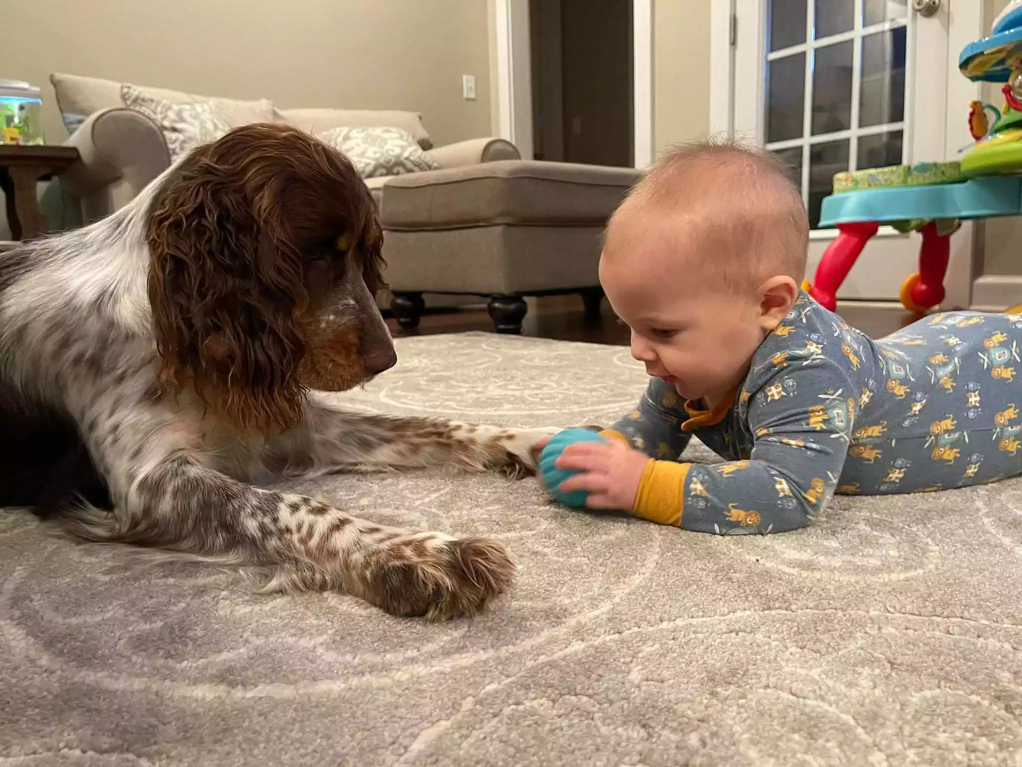 Strawberry Kennels Puppies