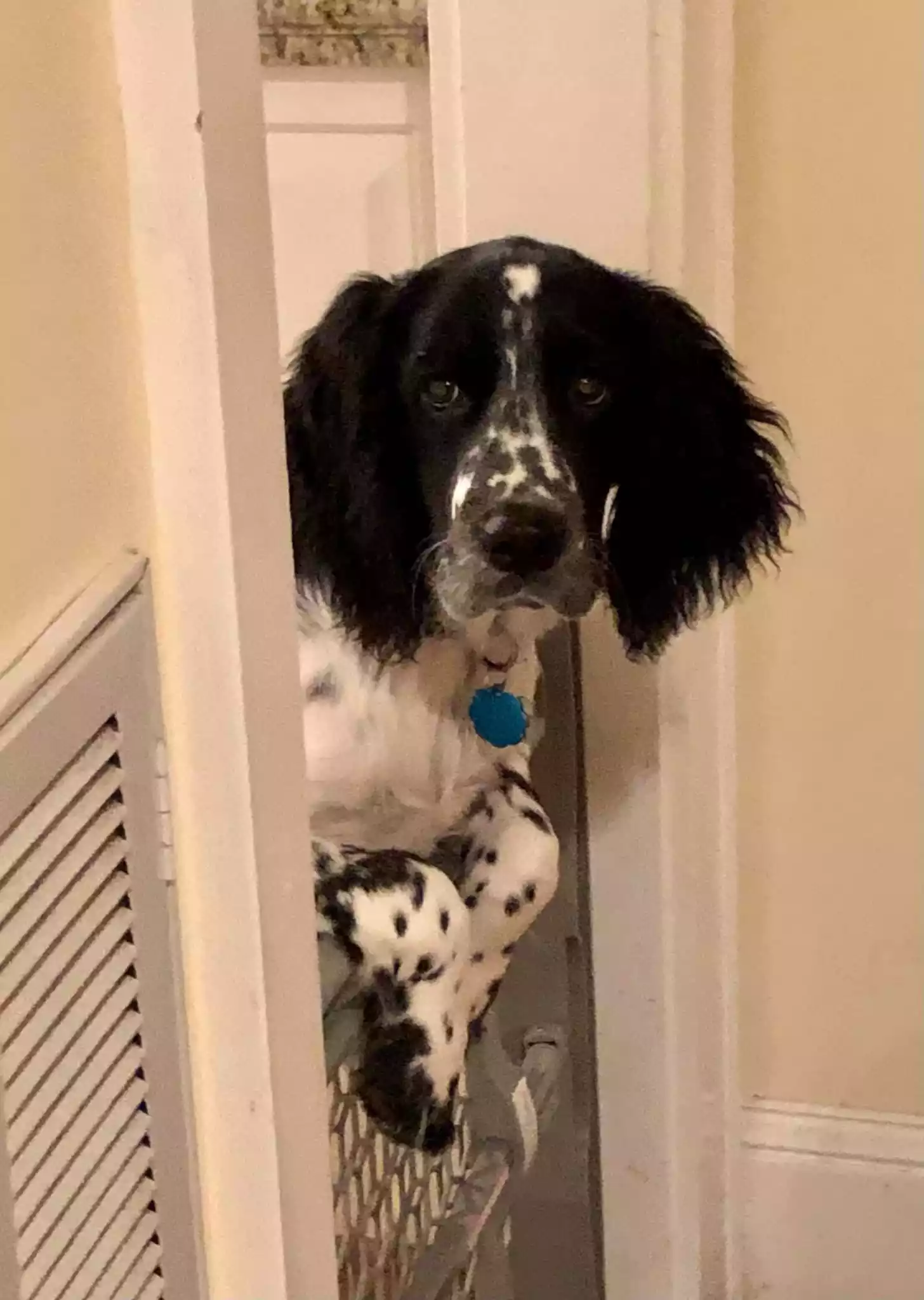 Strawberry Kennels Puppies