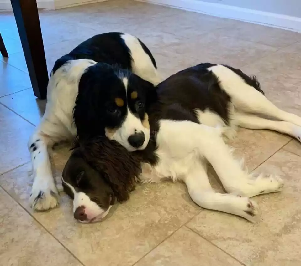 Strawberry Kennels Puppies