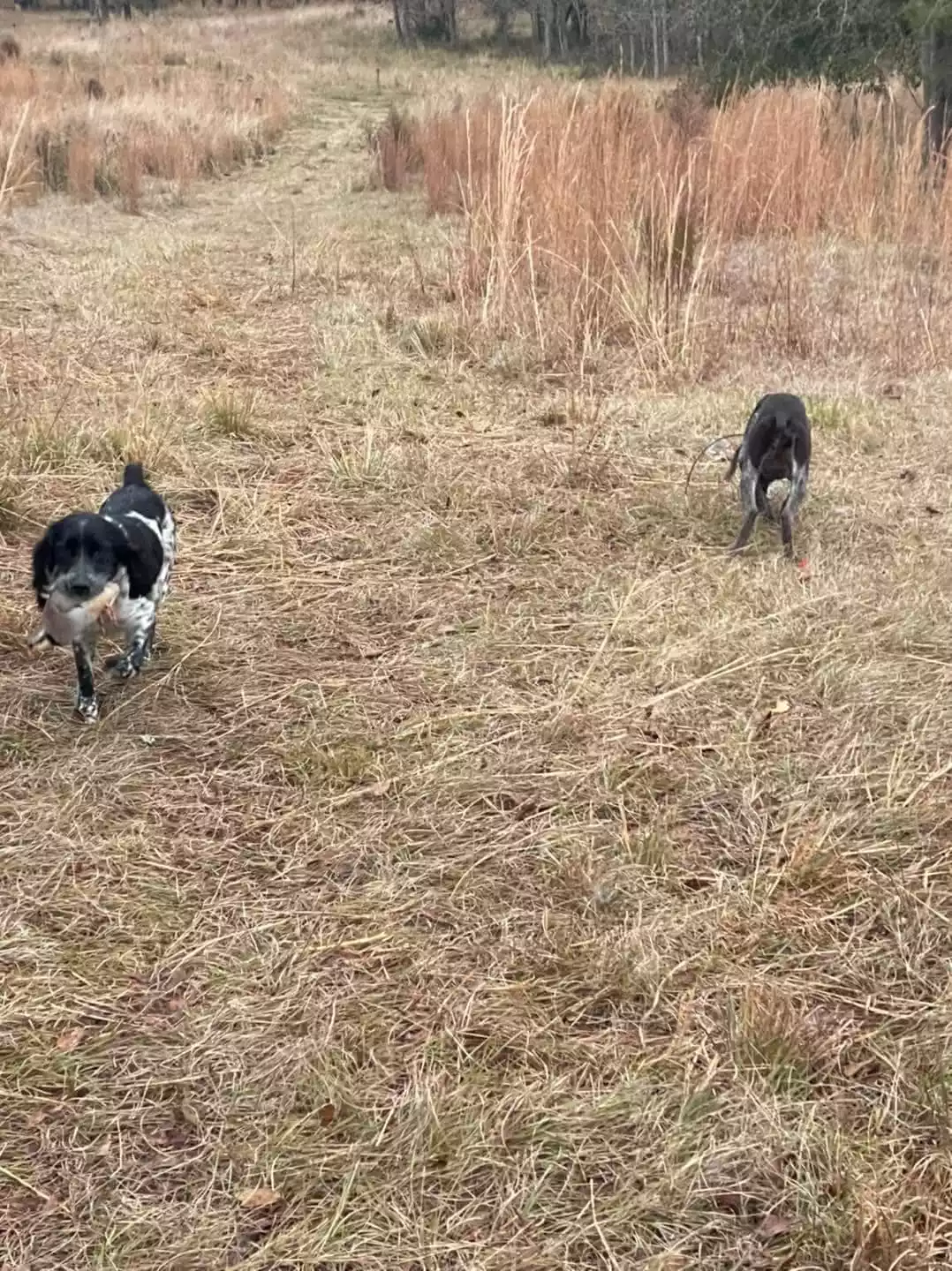 Strawberry Kennels Puppies