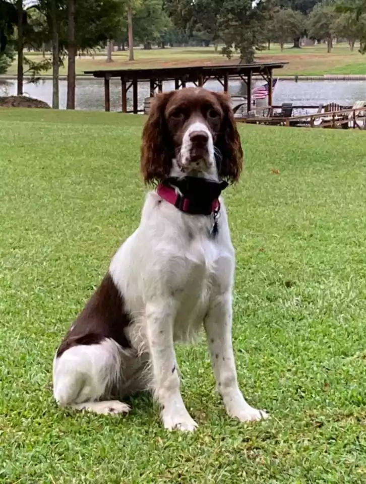 Strawberry Kennels Puppies