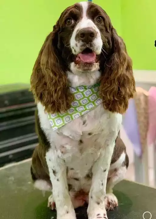 Strawberry Kennels Puppies