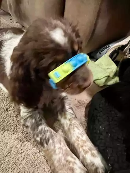 Strawberry Kennels Puppies