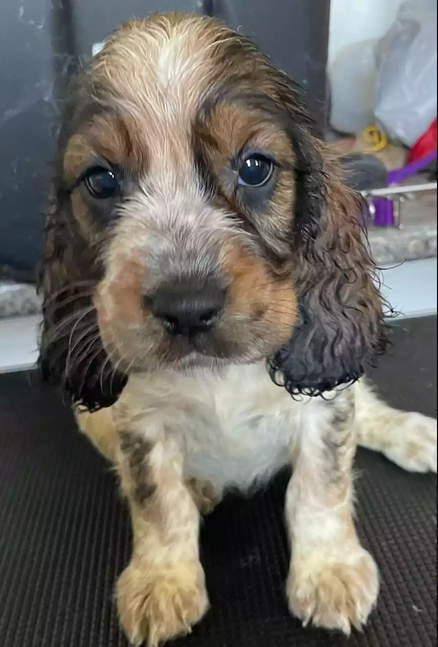 Strawberry Kennels Puppies