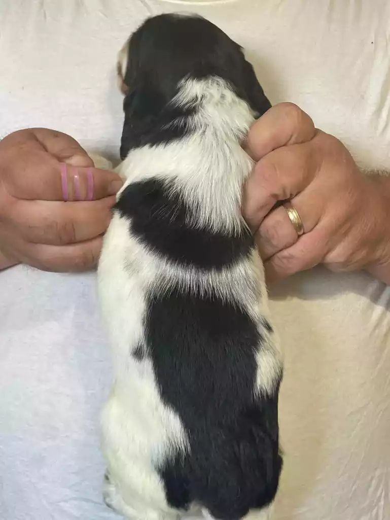 English Springer Spaniels