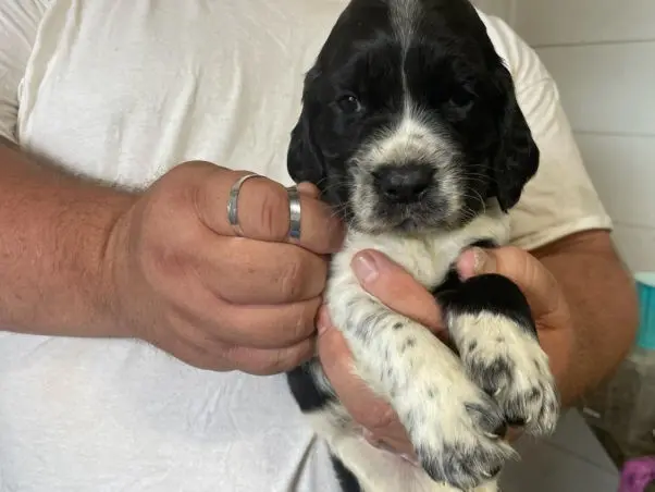 English Springer Spaniels